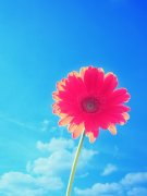 女性懷孕后養(yǎng)殖花草好嗎？